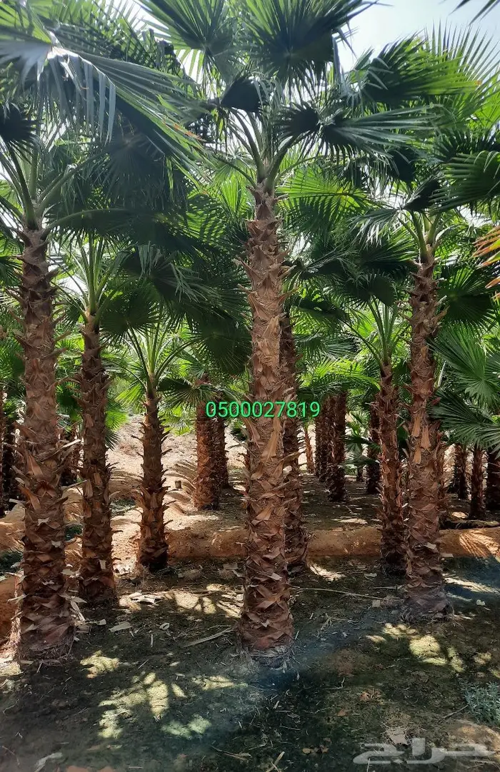 نخل واشنطني اشجار نخل عربي ثيل طبيعي واشنطونيا 15