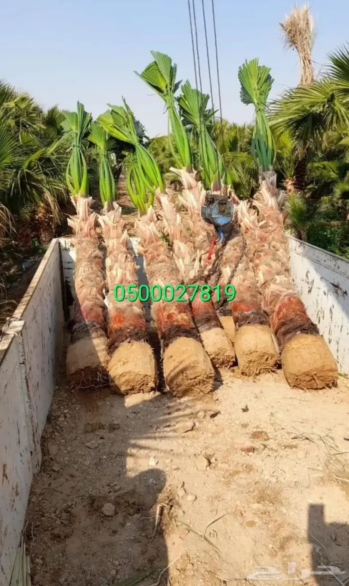 نخل واشنطني اشجار نخل عربي ثيل طبيعي واشنطونيا 5