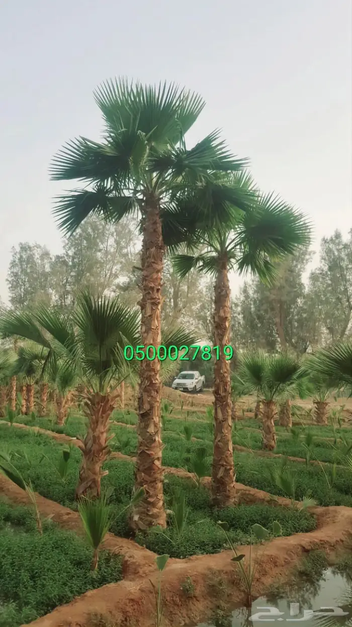 نخل واشنطني اشجار نخل عربي ثيل طبيعي واشنطونيا 1