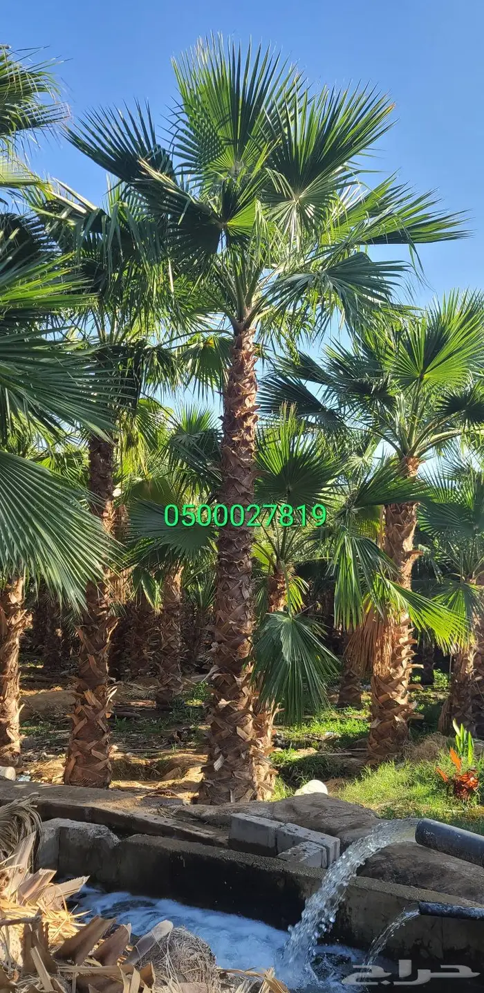 نخل واشنطني اشجار نخل عربي ثيل طبيعي واشنطونيا 2