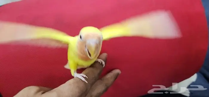 روز اليف هدد مع الصغير والكبير 2