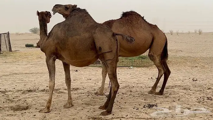 ابل لقاح سواحل حمر صنف 8