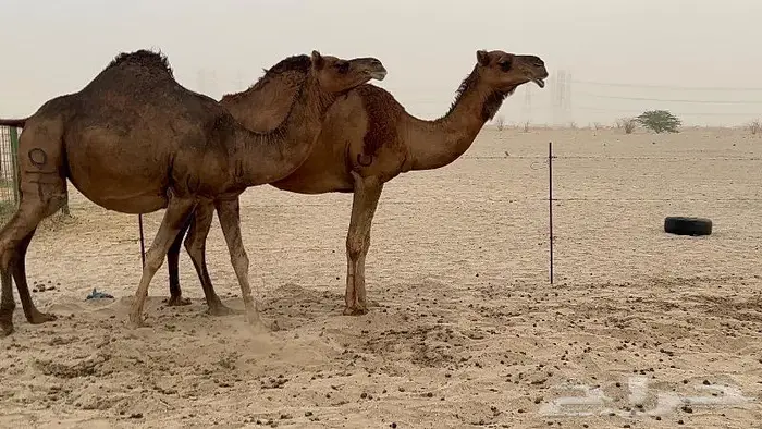 ابل لقاح سواحل حمر صنف 11