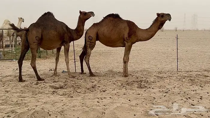 ابل لقاح سواحل حمر صنف 12