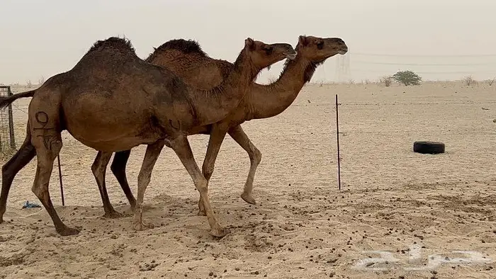 ابل لقاح سواحل حمر صنف 14