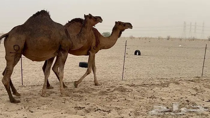 ابل لقاح سواحل حمر صنف 15