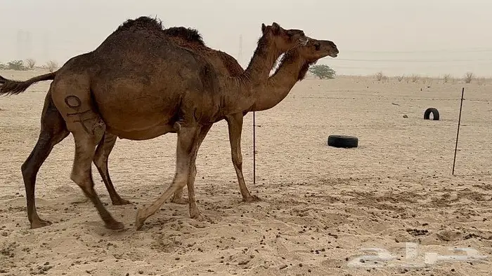 ابل لقاح سواحل حمر صنف 13