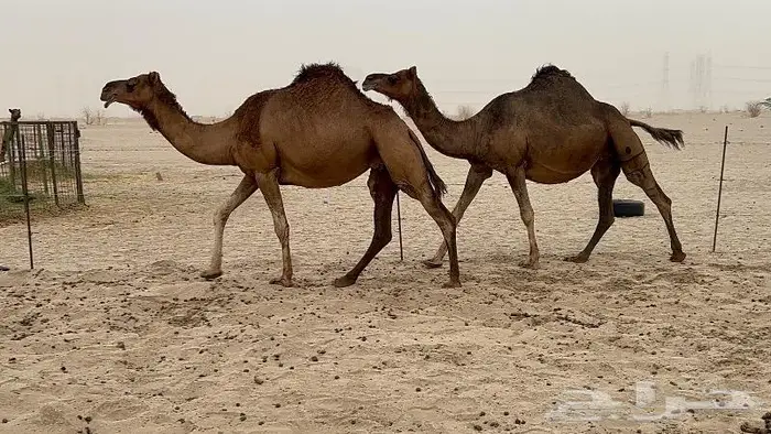 ابل لقاح سواحل حمر صنف 18