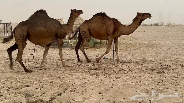 ابل لقاح سواحل حمر صنف 17