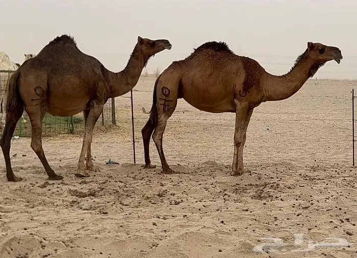 ابل لقاح سواحل حمر صنف 1