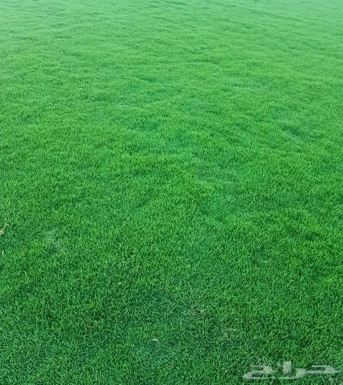 نخل واشنطني اشجار نخل عربي ثيل طبيعي واشنطونيا 13