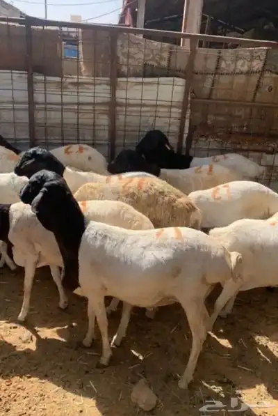 برابر مرابي جذعان بربري 1