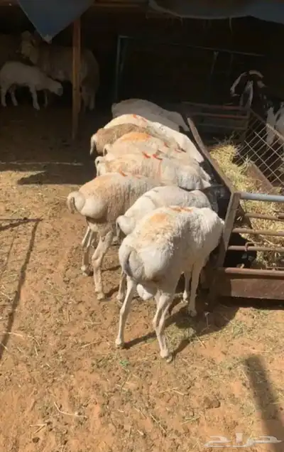 برابر مرابي جذعان بربري 2