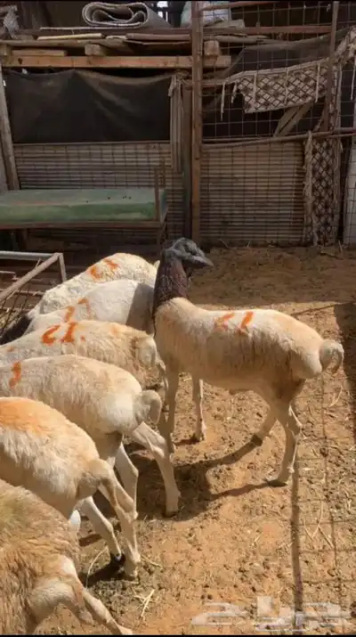 برابر مرابي جذعان بربري 0