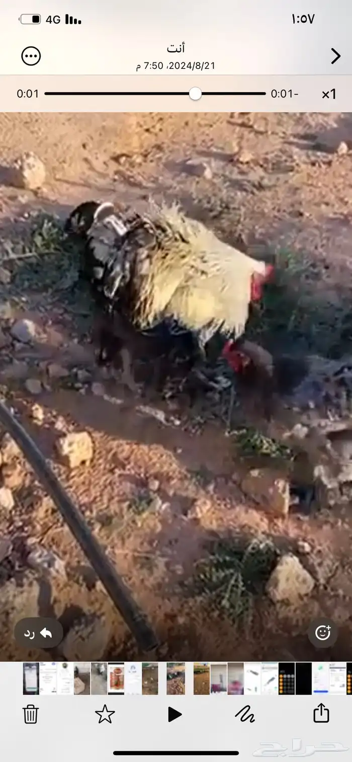 دجاج مسرول وعادي 0