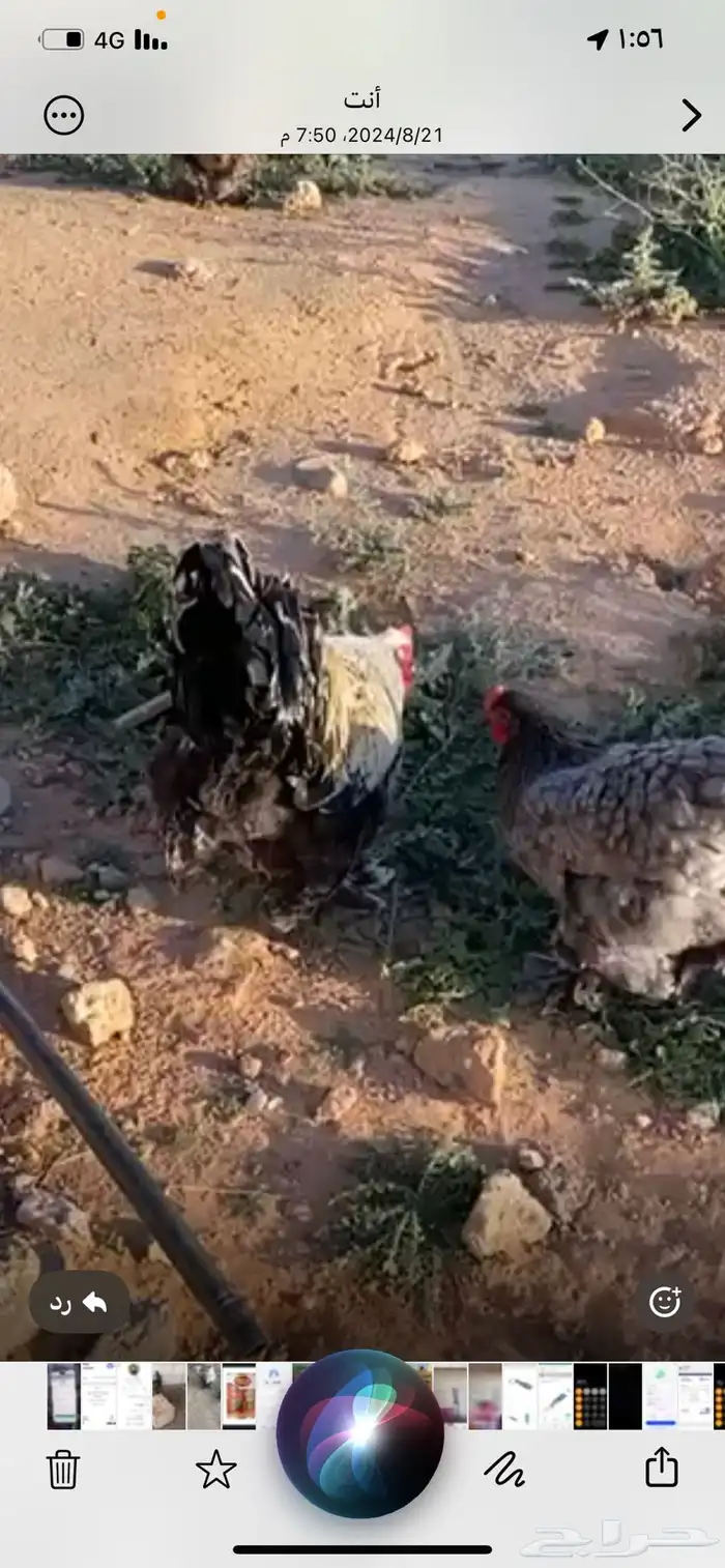دجاج مسرول وعادي 1
