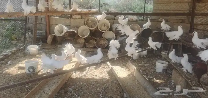 حمام رقاص هندي 0
