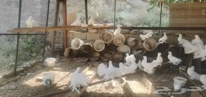 حمام رقاص هندي 4