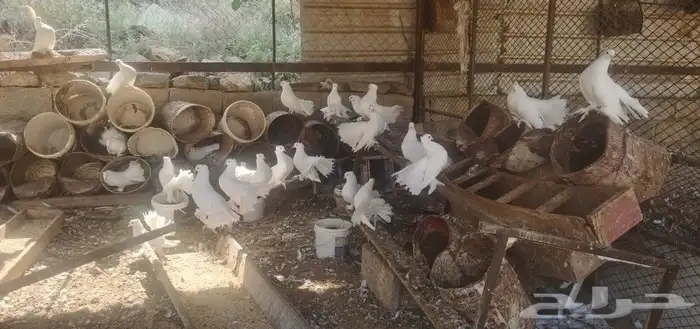 حمام رقاص هندي 6