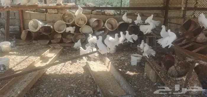 حمام رقاص هندي 5