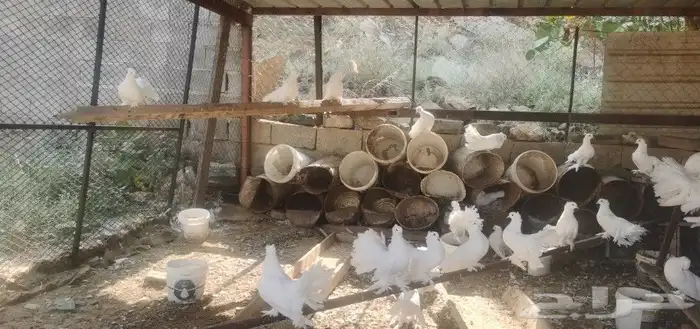 حمام رقاص هندي 1