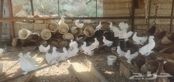 حمام رقاص هندي 2