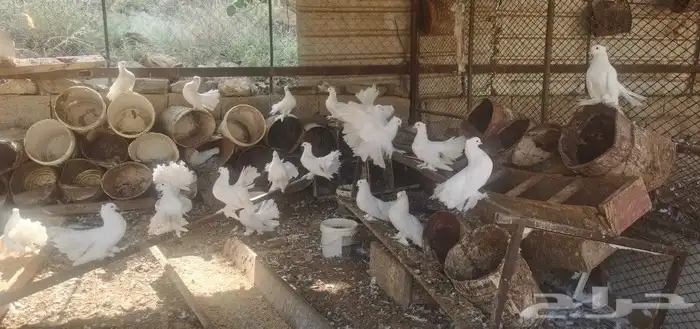 حمام رقاص هندي 3