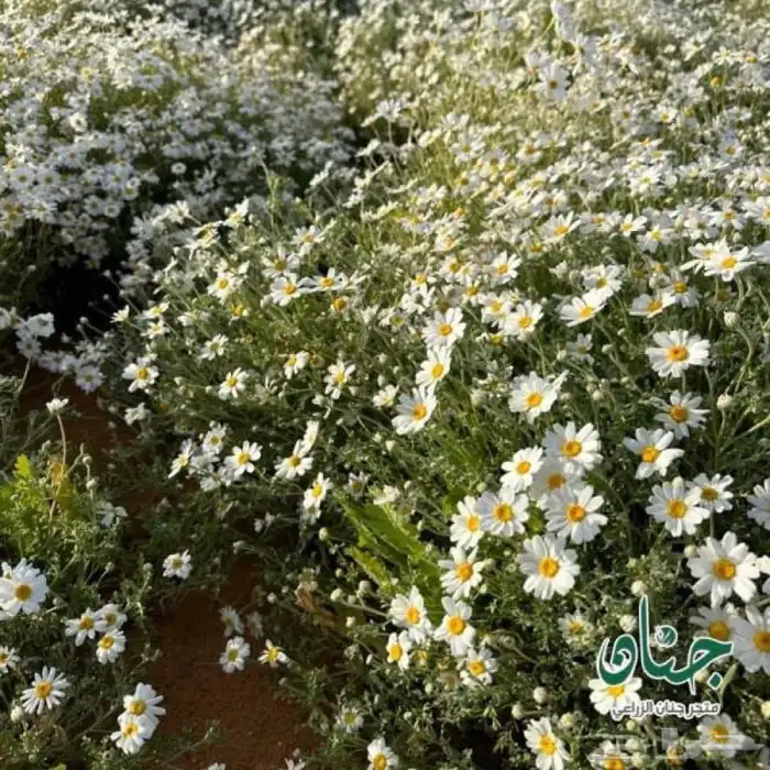بذور ديدحان 6