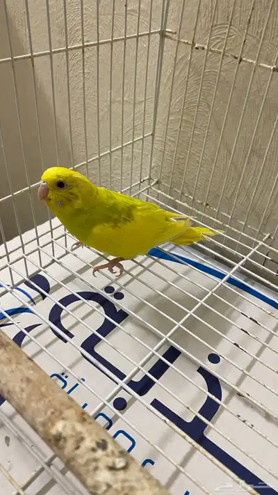 طيور الحب بادجي 0