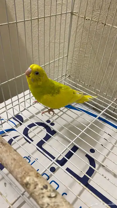 طيور الحب بادجي 2