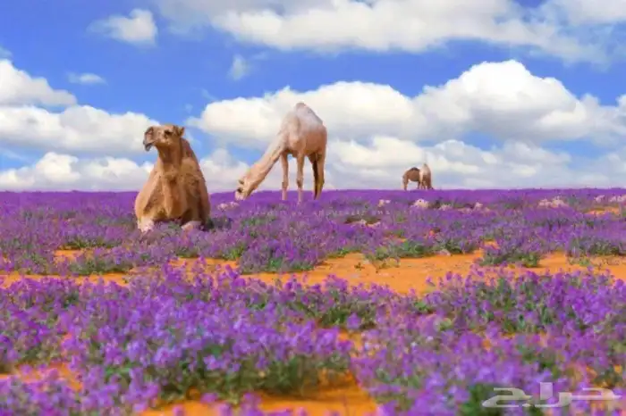 بذور ديدحان 3
