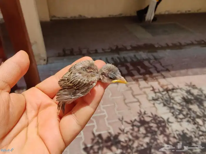 مطلوب عصفور أقبل تبني كبير أو فرخ 2