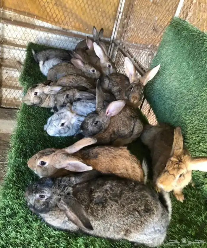 ارانب الشنشيلا العملاق تم البيع 0