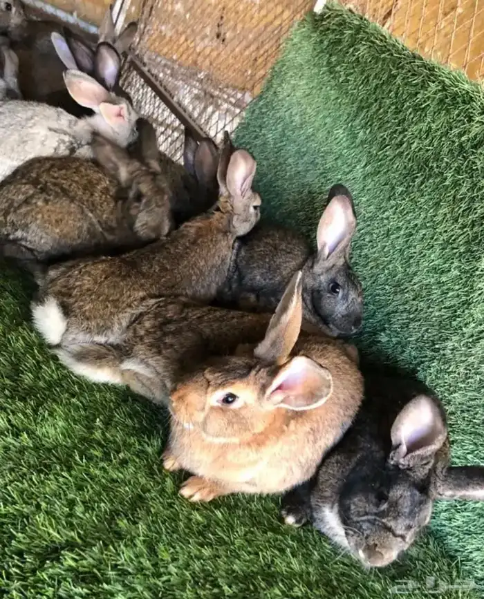 ارانب الشنشيلا العملاق تم البيع 1