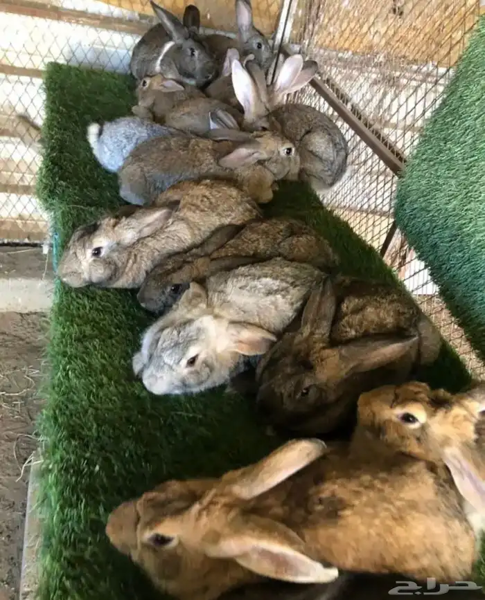 ارانب الشنشيلا العملاق تم البيع 2