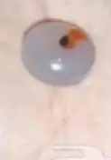 عقيق يماني مصور 1