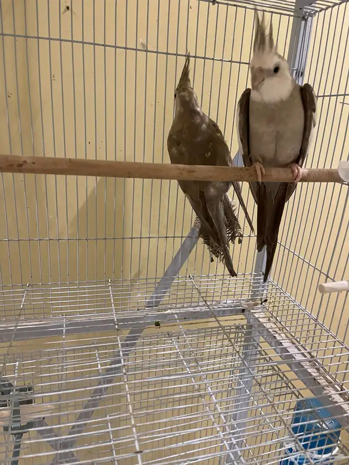 جوز كروان كريمي ( تم بيع الذكر) 5