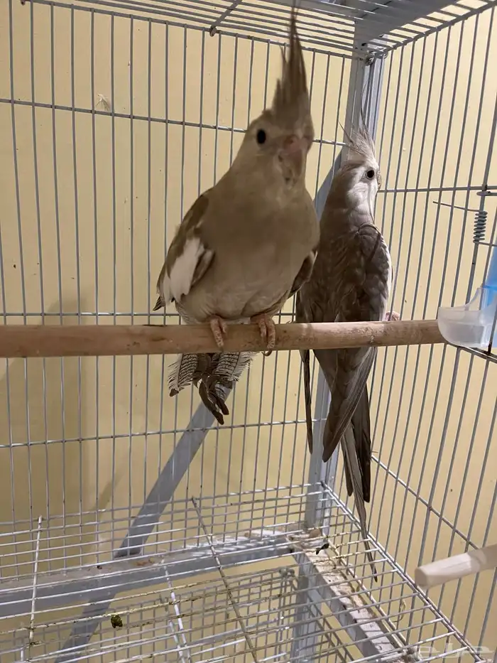 جوز كروان كريمي ( تم بيع الذكر) 2