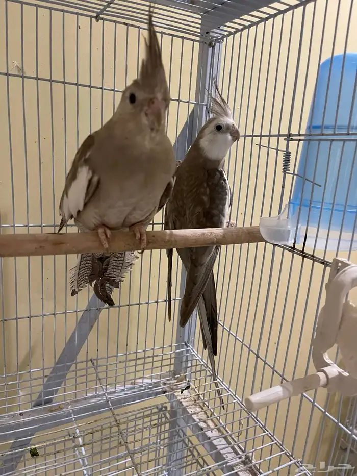 جوز كروان كريمي ( تم بيع الذكر) 1