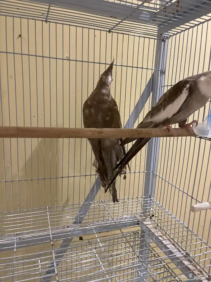 جوز كروان كريمي ( تم بيع الذكر) 4