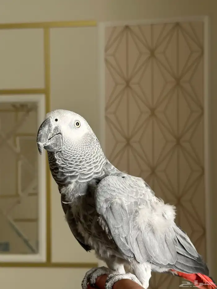 كاسكو سوبر جامبو ثلجي ( تم البيع ) 1