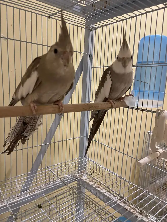 جوز كروان كريمي ( تم بيع الذكر) 3