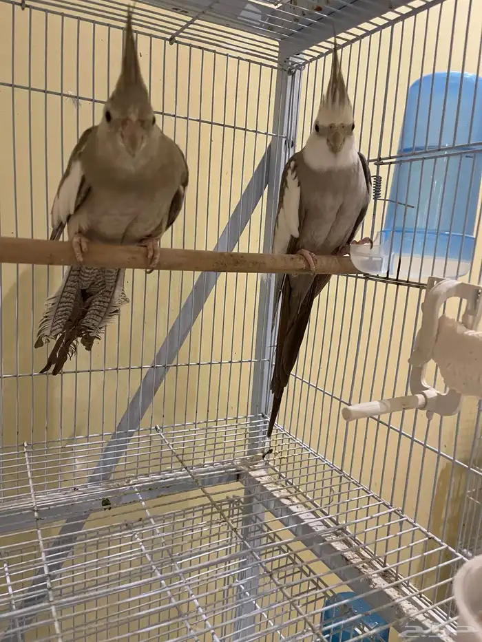 جوز كروان كريمي ( تم بيع الذكر) 0