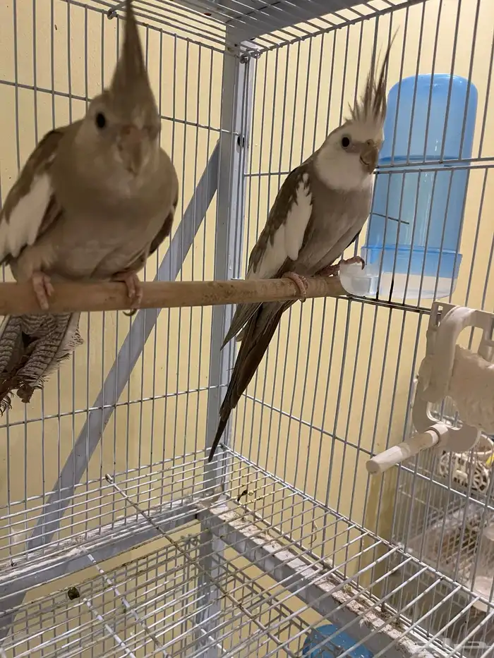 جوز كروان كريمي ( تم بيع الذكر) 8