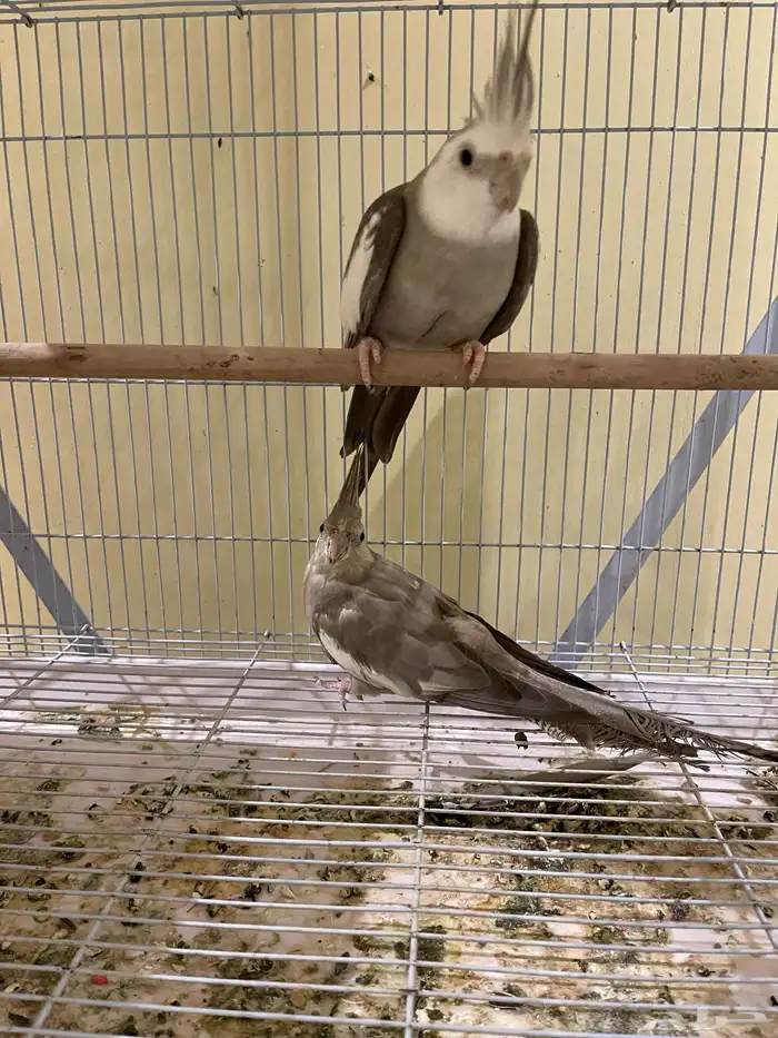 جوز كروان كريمي ( تم بيع الذكر) 7