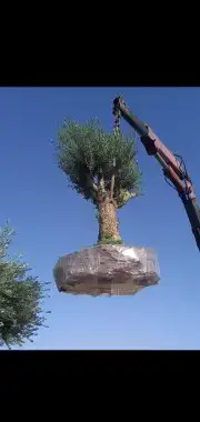شبوك ونخيل 6