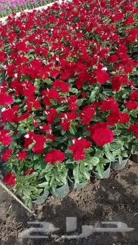 مشتل الياسمين 5