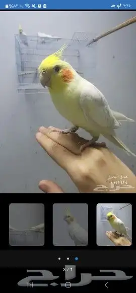 كروانات كنيورات لوري روز كوكاتو جالا وامازوني درة 25
