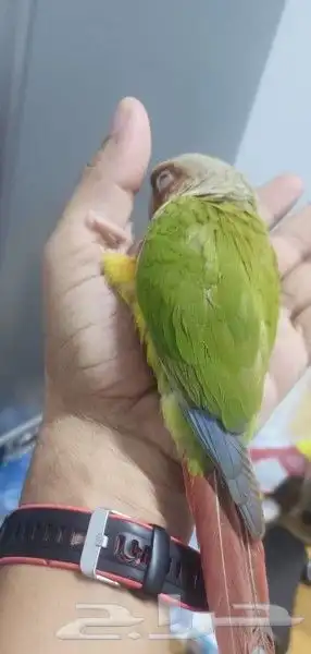 زوج كنيور منتج(تم البيع ) 1