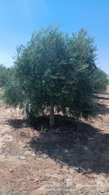 زيتون للبيع مثمر نيبالي محسن وزيتون اسباني 9
